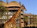 Disney's Animal Kingdom Lodge