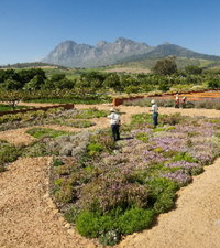 Babylonstoren