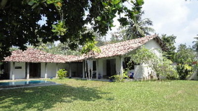 Frangipani Tree