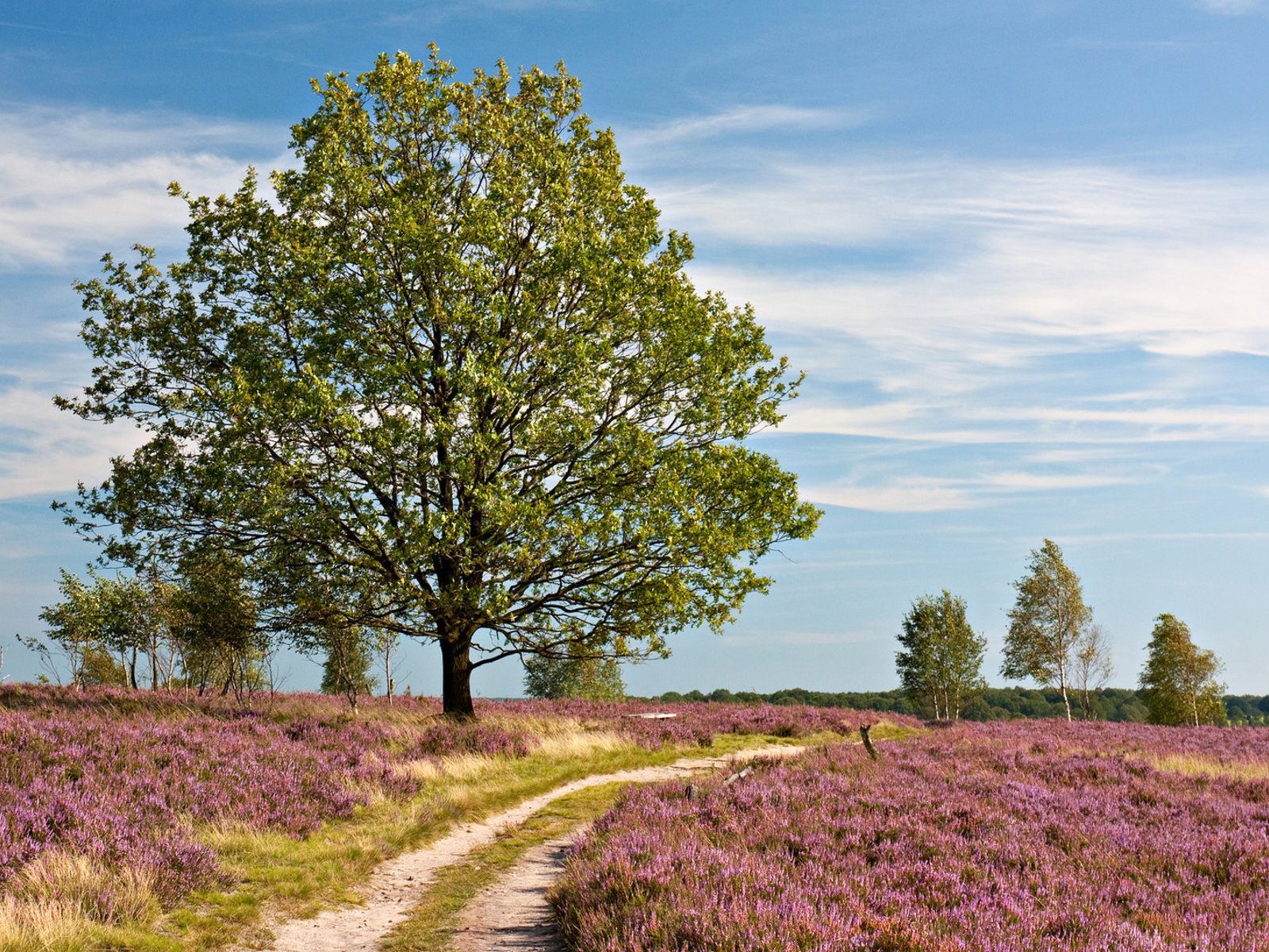 Landschaft