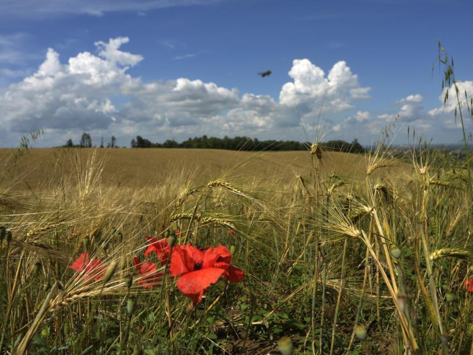 Landschaft