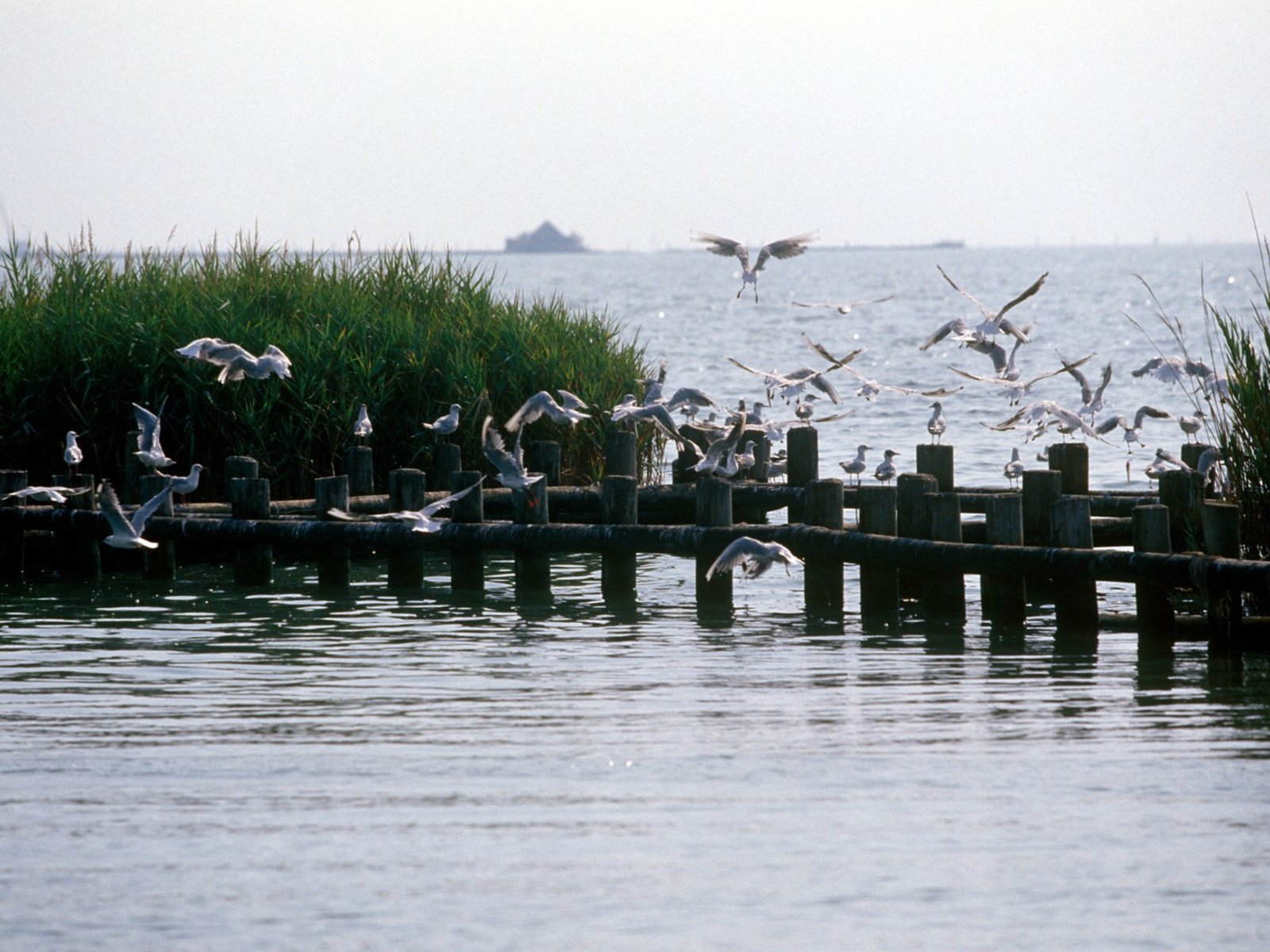 Bibione Pineda